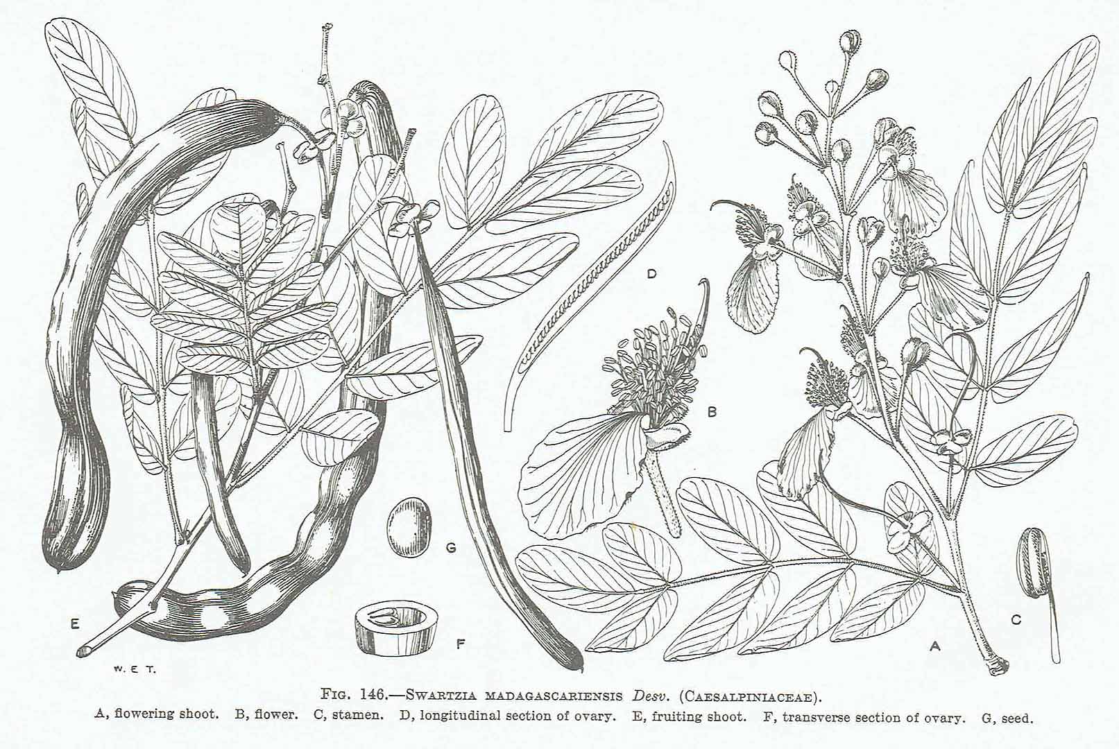 Illustration Cassia sieberiana, Par Hutchinson, J., Dalziel, J.M., Keay, R.W.J., Flora of West Tropical Africa (FWTA), 2nd ed. (1954-1972) Fl. W. Trop. Afr., ed. 2 vol. 1(2): (1958), via plantillustrations 