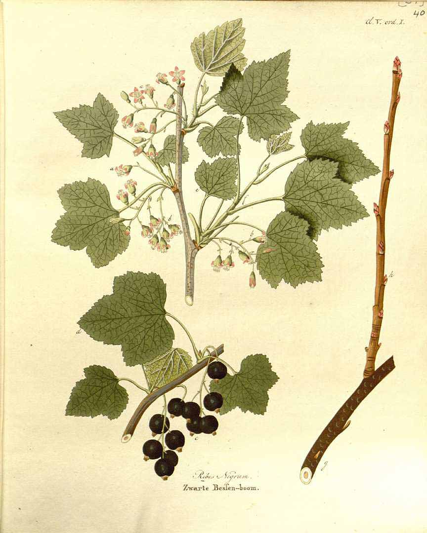 Illustration Ribes nigrum cv. 'Ben Nevis', Par Krauss, J.C., Afbeeldingen der fraaiste, meest uitheemsche boomen en heesters (1802) Afb. Boom. Heest., via plantillustrations 