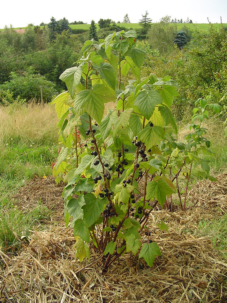 Illustration Ribes nigrum, Par Thue, via wikimedia 