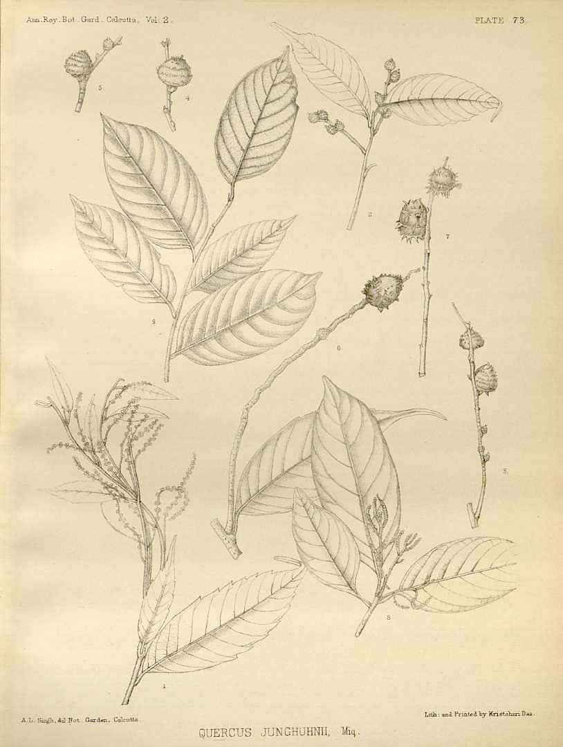 Illustration Castanopsis acuminatissima, Par Annals of the Royal Botanic Garden, Calcutta (1888-1921) Ann. Roy. Bot. Gard. (Calcutta) vol. 2 (1889), via plantillustrations 