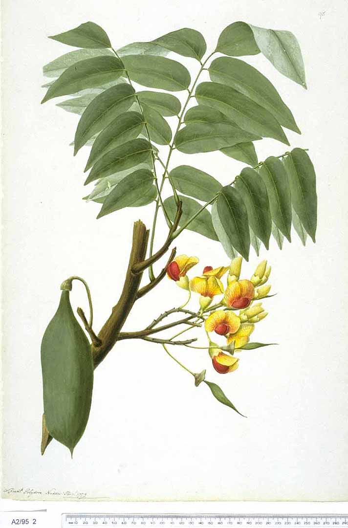 Illustration Castanospermum australe, Par Natural History Museum, London Nat. Hist. Mus., London, via plantillustrations 