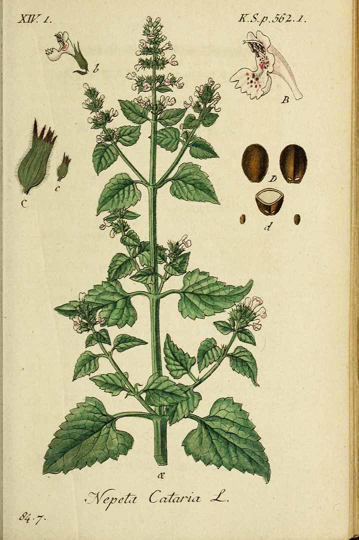 Illustration Nepeta cataria, Par Sturm, J., Sturm, J.W., Deutschlands flora (1798-1855) Deutschl. Fl. vol. 19 (1841), via plantillustrations 