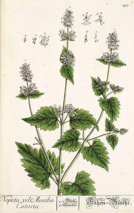 Illustration Nepeta cataria, Par Blackwell, E., Herbarium Blackwellianum (1747-1773) Herb. Blackwell. vol. 5 (1765), via plantillustrations 