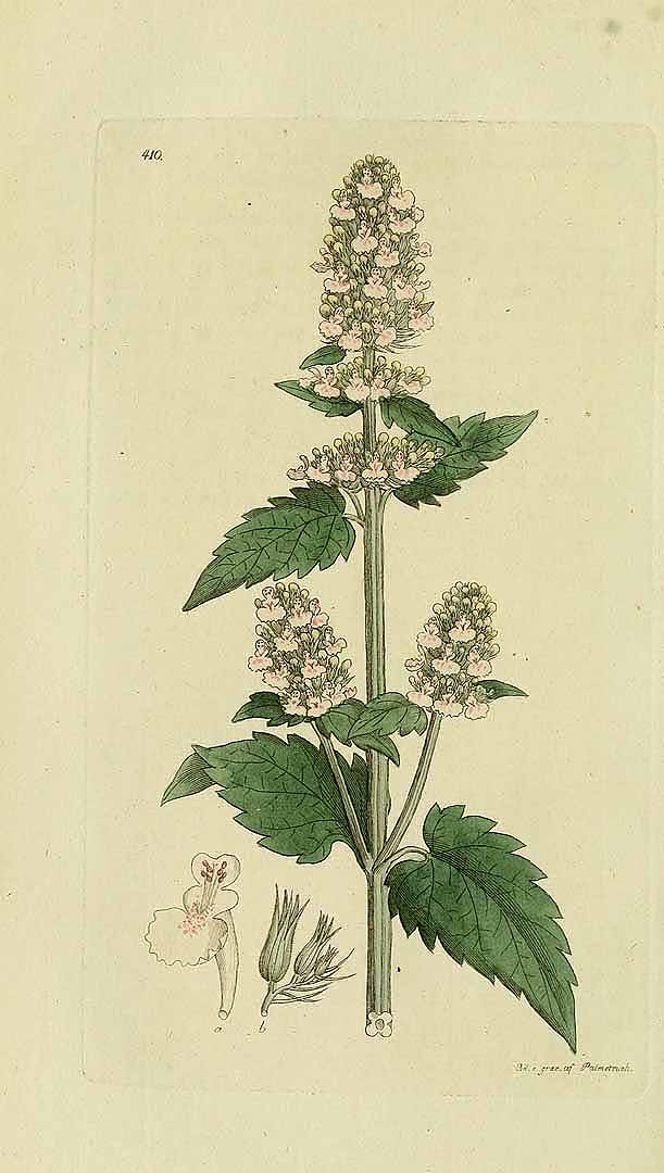 Illustration Nepeta cataria, Par Palmstruch, J.W., Svensk botanik (1802-1838) Sv. Bot. vol. 6 (1807), via plantillustrations 