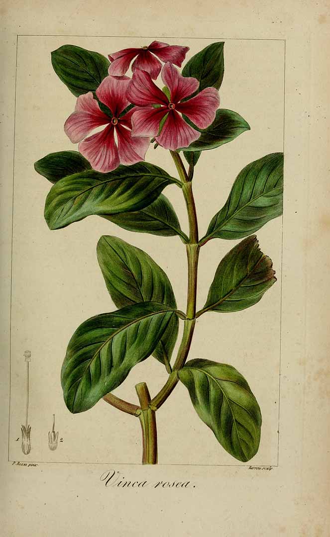 Illustration Catharanthus roseus, Par Delaunay, M., Loiseleur-Deslongchamps, J.L.A., Herbier général de l?amateur (1814-1827) Herb. Gén. Amat. vol. 7 (1824), via plantillustrations 