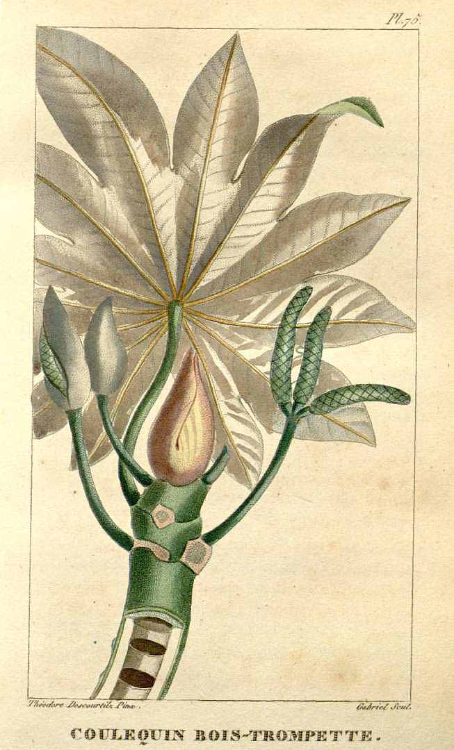Illustration Cecropia peltata, Par Descourtilz, M.E., Flore [pittoresque et] médicale des Antilles (1821-1829) Fl. Méd. Antilles vol. 2 (1822), via plantillustrations 
