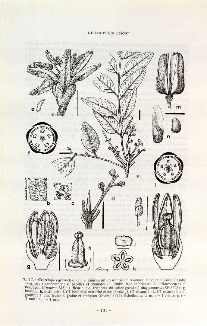 Illustration Cedrelopsis grevei, Par Flore de Madagascar et des Comores (1936-2012) Fl. Madag. vol. 107 , via plantillustrations 