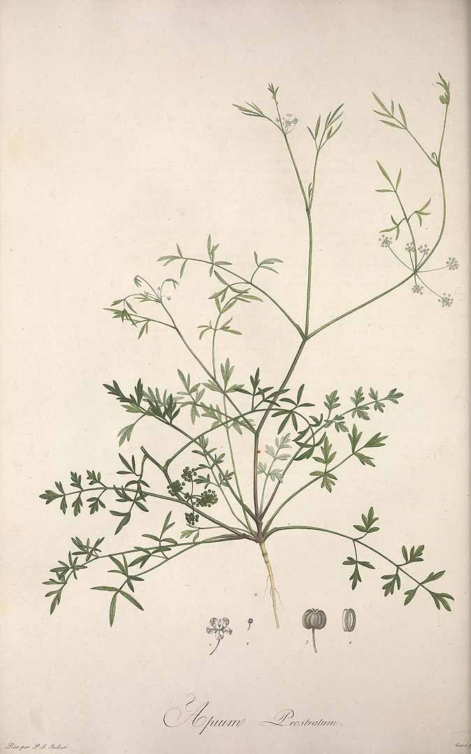 Illustration Apium prostratum, Par Ventenat, E.P., Jardin de la Malmaison (1803-1805) Jard. Malmaison vol. 2 (1804), via plantillustrations 