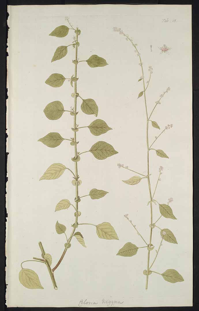 Illustration Celosia trigyna, Par Jacquin N.J. von (Hortus botanicus vindobonensis, vol. 3: t. 215, 1776), via plantillustrations 