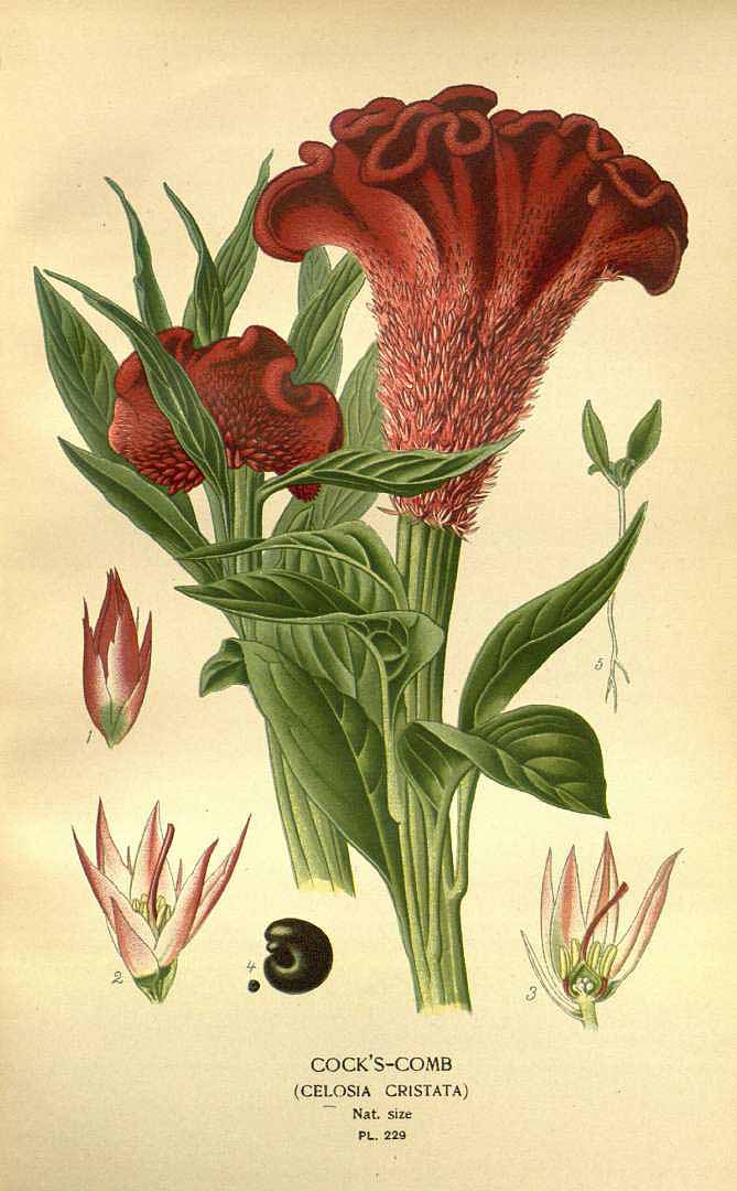 Illustration Celosia argentea, Par Step E. & Bois D. (Favourite flowers of garden and greenhouse, vol. 3: t. 229, 1896-1897) [D. Bois], via plantillustrations 