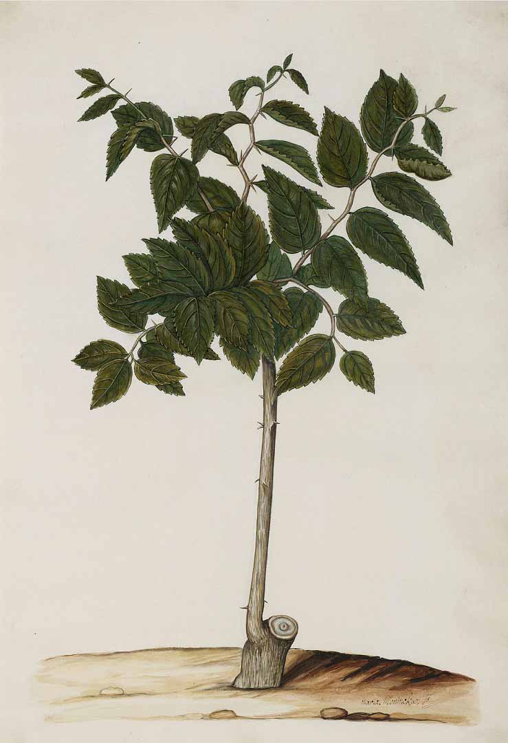 Illustration Celtis iguanaea, Par Moninckx, J., Moninckx atlas Moninckx atlas, via plantillustrations 