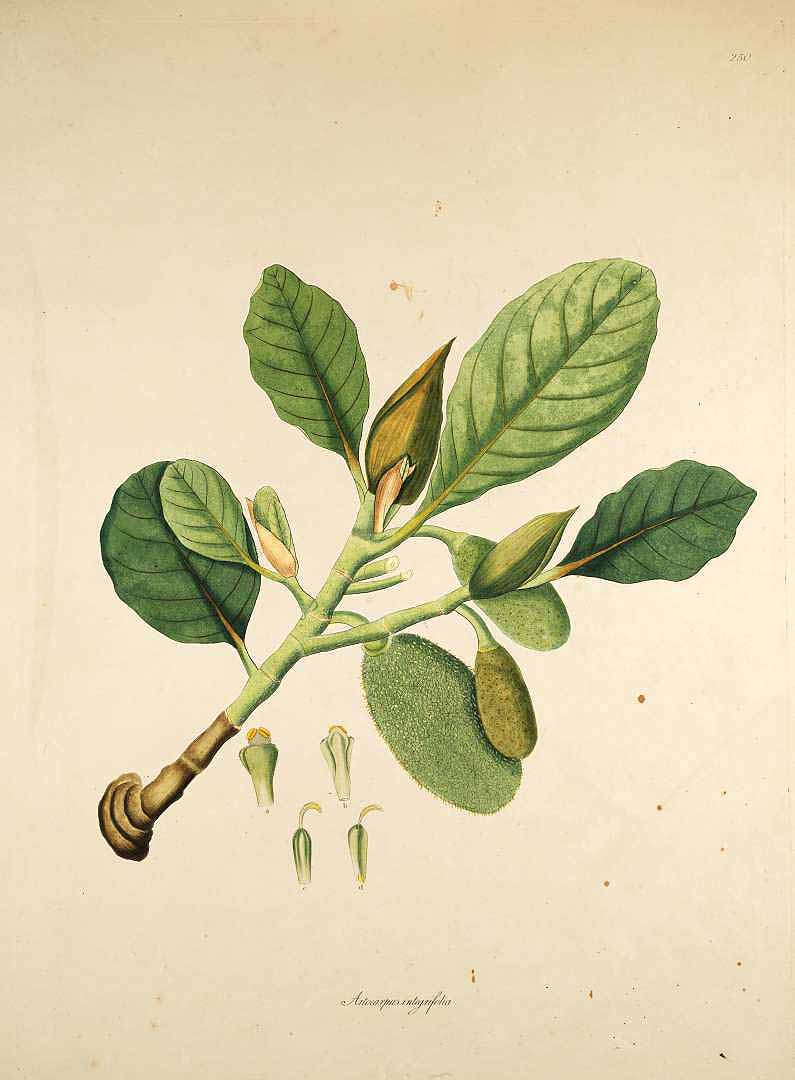 Illustration Artocarpus integer, Par Roxburgh, W., Plants of the coast of Coromandel (1795-1819) Pl. Coromandel vol. 3 (1819), via plantillustrations 