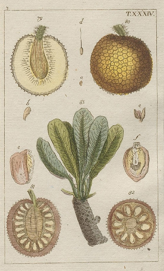Illustration Artocarpus integer, Par Wilhelm, G.T., Unterhaltungen aus der Naturgeschic