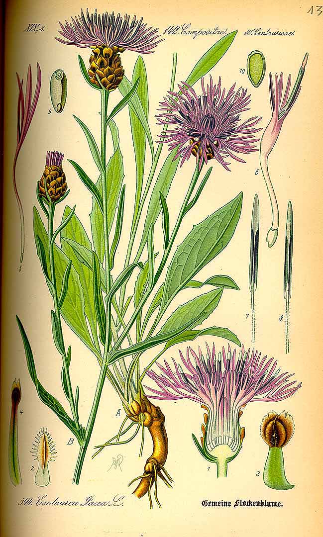 Illustration Centaurea jacea, Par Thomé O.W. (Flora von Deutschland Österreich und der Schweiz, Tafeln, vol. 4: t. 594, 1885), via plantillustrations 