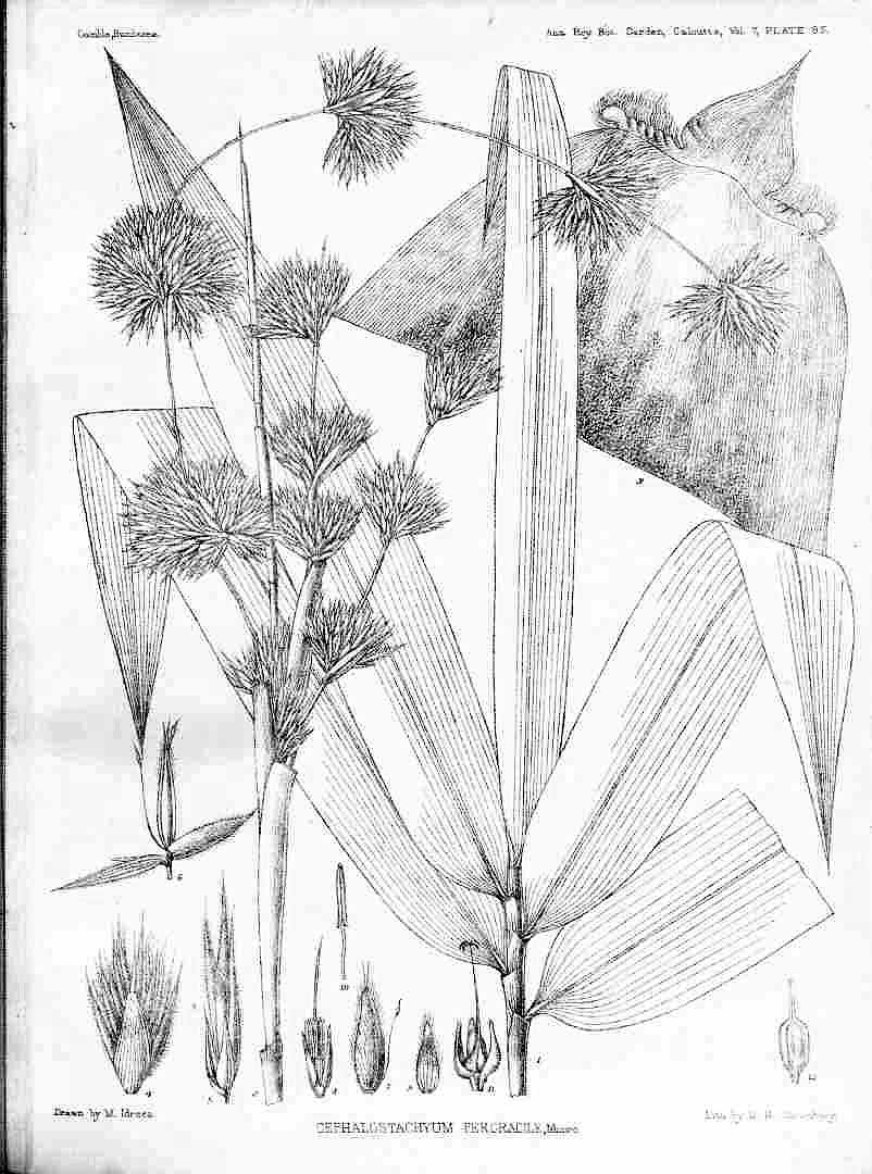 Illustration Cephalostachyum pergracile, Par Annals of the Royal Botanic Garden, Calcutta (1888-1921) Ann. Roy. Bot. Gard. (Calcutta) vol. 7 (1896), via plantillustrations 