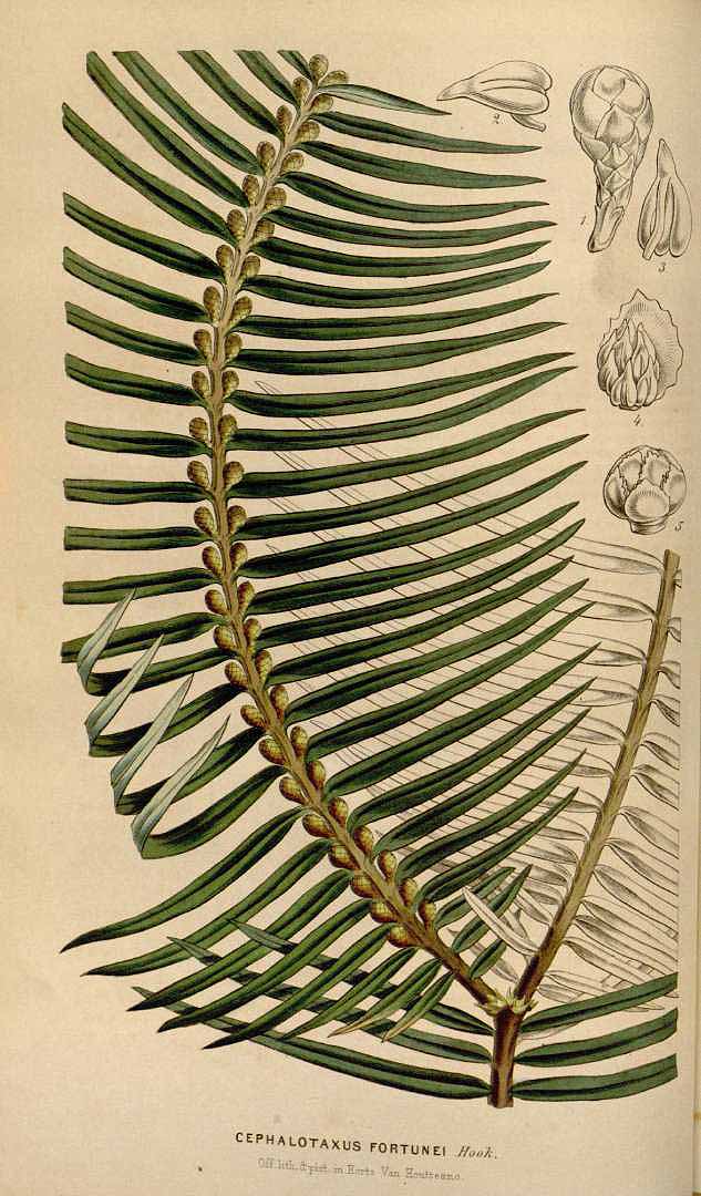 Illustration Cephalotaxus fortunei, Par Houtte L. van (Flore des serres et des jardin de l´Europe, vol. 6: p. 51, 1850), via plantillustrations 