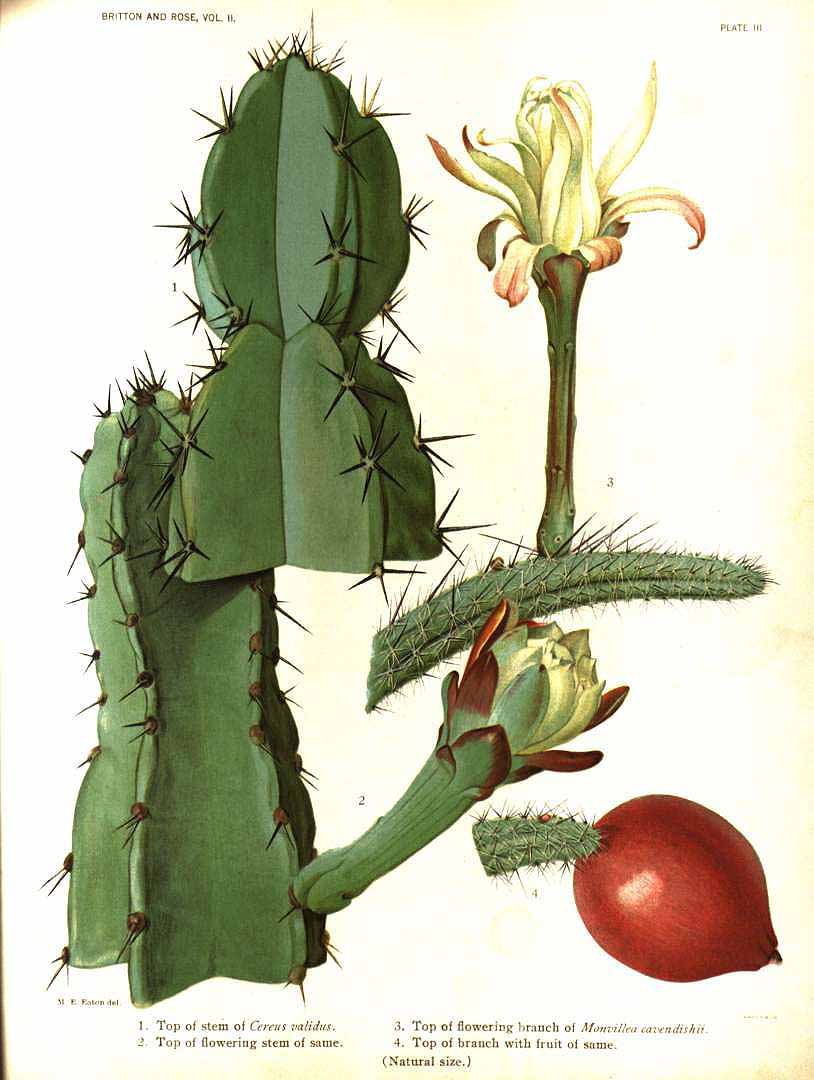 Illustration Cereus hildmannianus, Par Britton N.L. & Rose J.N. (The Cactaceae, vol. 2: t. 3, 1920) [M.E. Eaton], via plantillustrations 