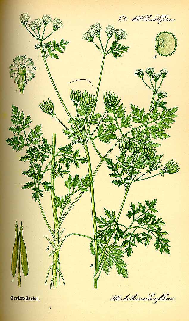 Illustration Anthriscus cerefolium, Par Thom, O.W., Flora von Deutschland sterreich und der Schweiz (1886-1889) Fl. Deutschl., via plantillustrations 