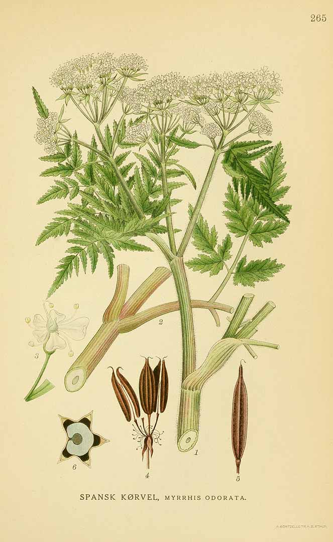 Illustration Myrrhis odorata, Par Lindman, C.A.M., Bilder ur Nordens Flora Bilder Nordens Fl. vol. 2 (1922), via plantillustrations 