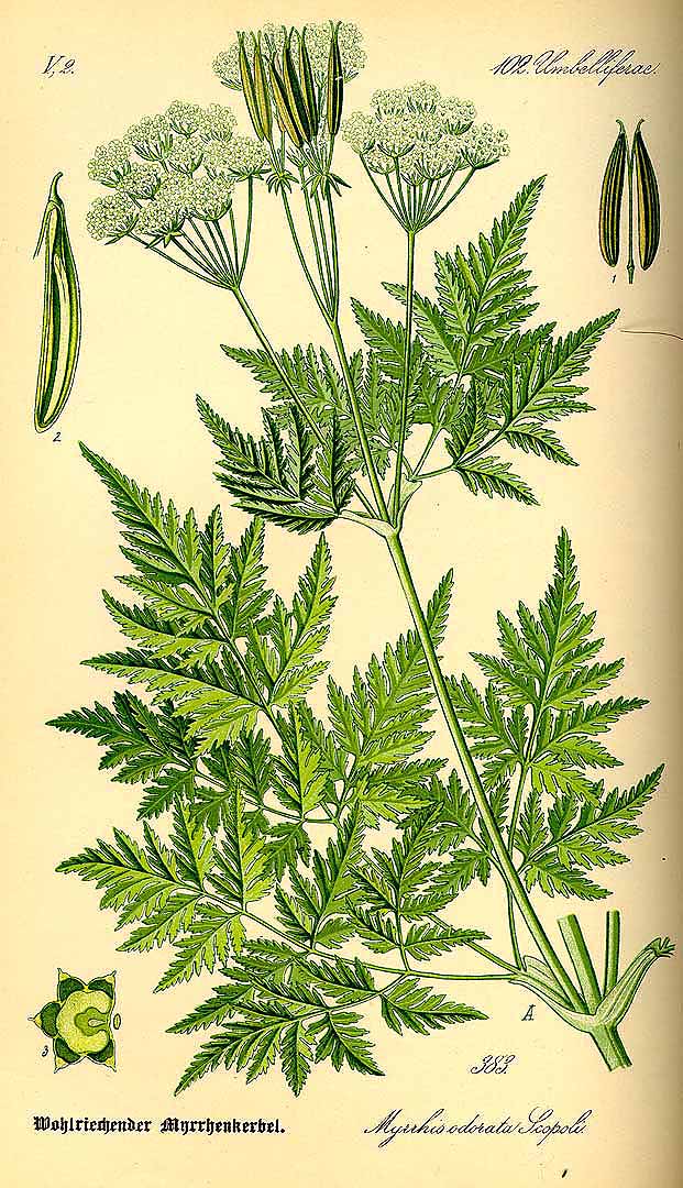 Illustration Myrrhis odorata, Par Thomé, O.W., Flora von Deutschland Österreich und der Schweiz (1886-1889) Fl. Deutschl. vol. 3 (1885), via plantillustrations 