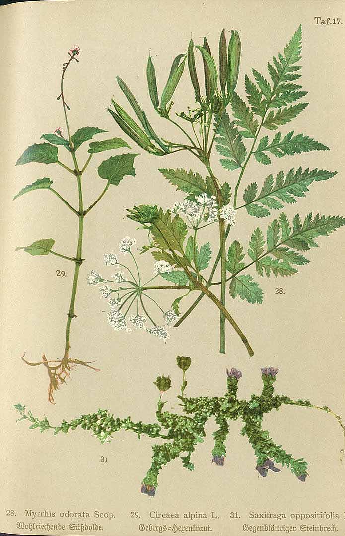 Illustration Myrrhis odorata, Par Winkler, W., Sudetenflora (1900) Sudetenflora (1900), via plantillustrations 