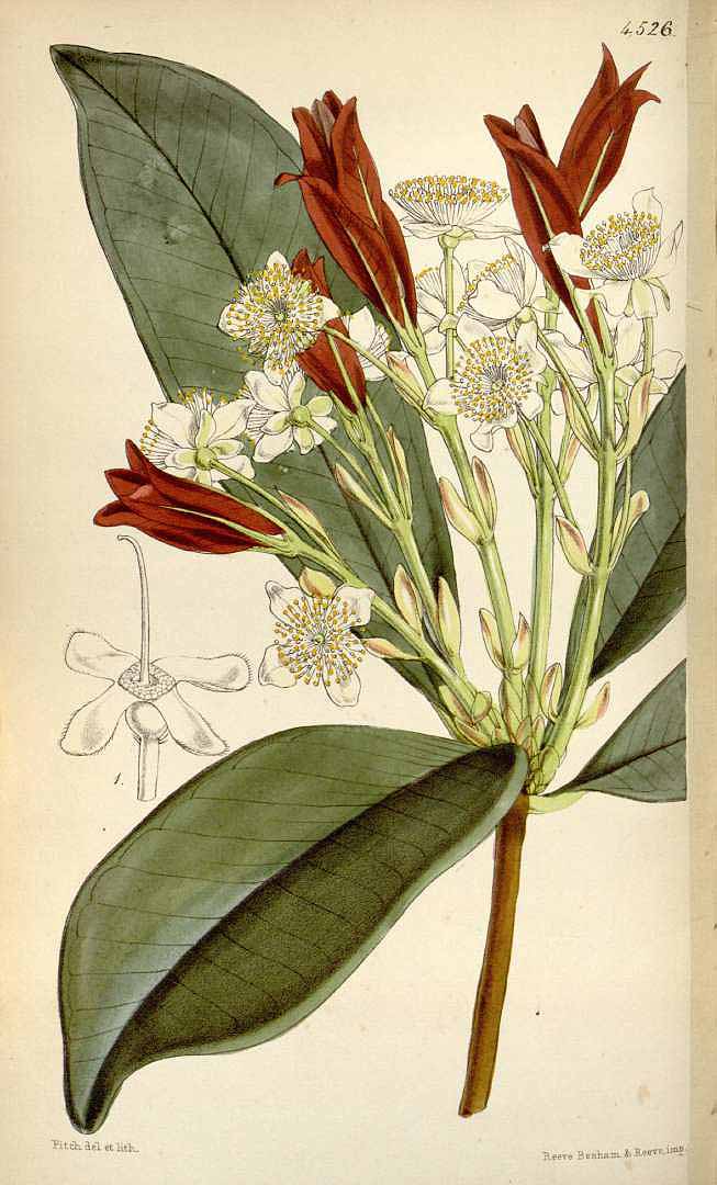 Illustration Eugenia brasiliensis, Par Curtis´s Botanical Magazine (vol. 76 [ser. 3, vol. 6]: t. 4526, 1850) [W.H. Fitch], via plantillustrations 