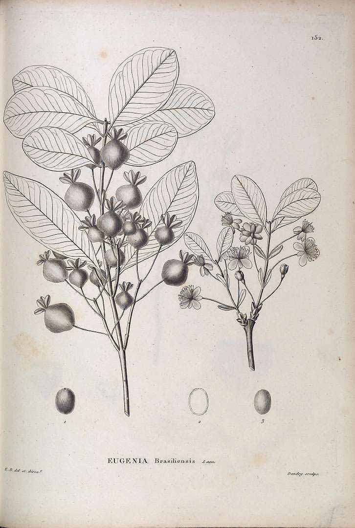 Illustration Eugenia brasiliensis, Par Saint-Hilaire A. de (Flora Brasiliae meridionalis, vol. 2: t. 152, 1829), via plantillustrations 