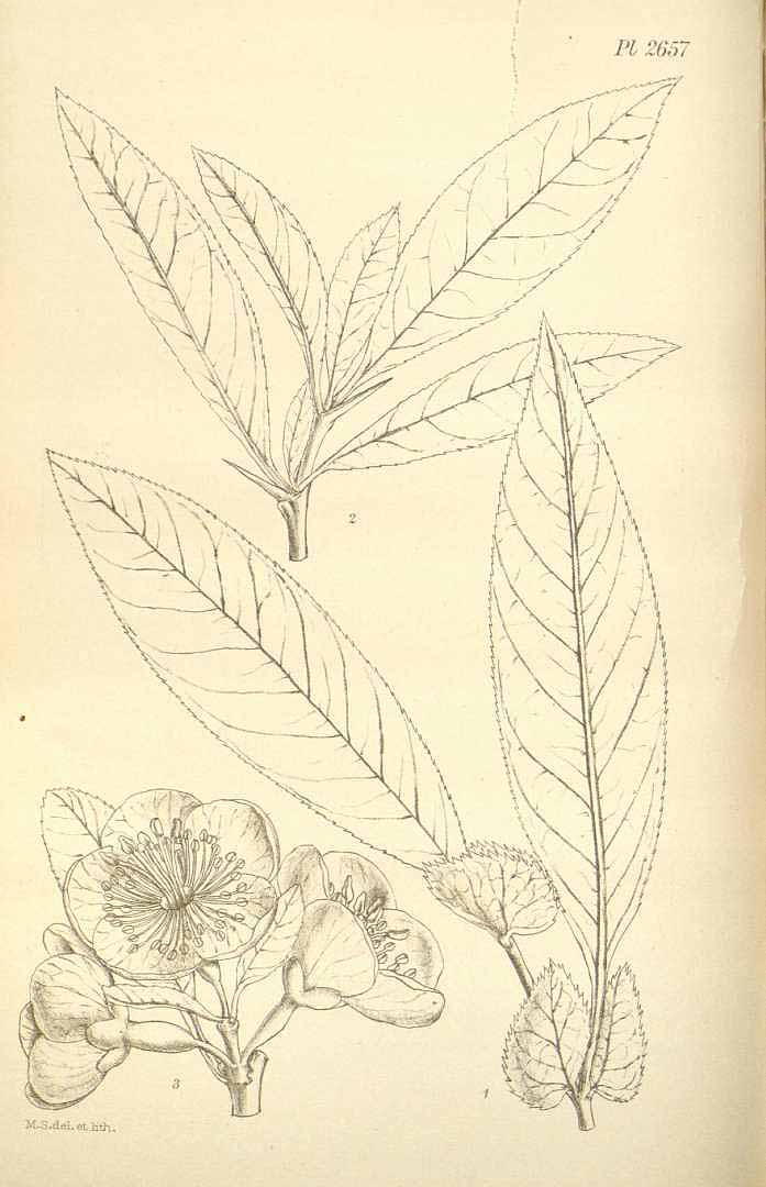 Illustration Chaenomeles cathayensis, Par Hooker, W.J., Hooker, J.D., Icones Plantarum [Hooker?s Icones plantarum] (1837-1922) Icon. Pl. vol. 27 (1901), via plantillustrations 