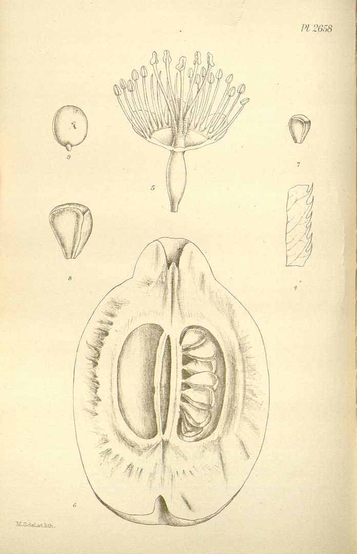 Illustration Chaenomeles cathayensis, Par Hooker, W.J., Hooker, J.D., Icones Plantarum [Hooker?s Icones plantarum] (1837-1922) Icon. Pl. vol. 27 (1901), via plantillustrations 