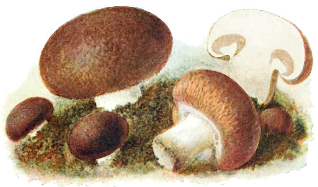Illustration Agaricus bisporus var. hortensis, Par Michael, E. 1898. Führer für Pilzfreunde : die am häufigsten vorkommenden essbaren, verdäc