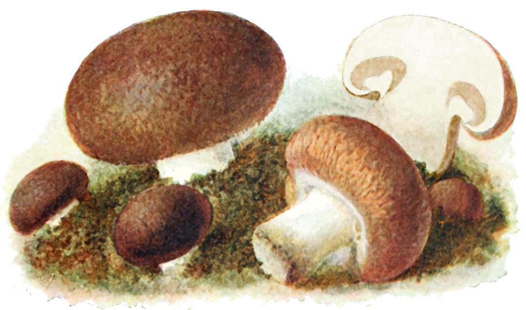 Illustration Agaricus bisporus var. hortensis, Par Michael, E. 1898. Führer für Pilzfreunde : die am häufigsten vorkommenden essbaren, verdäc