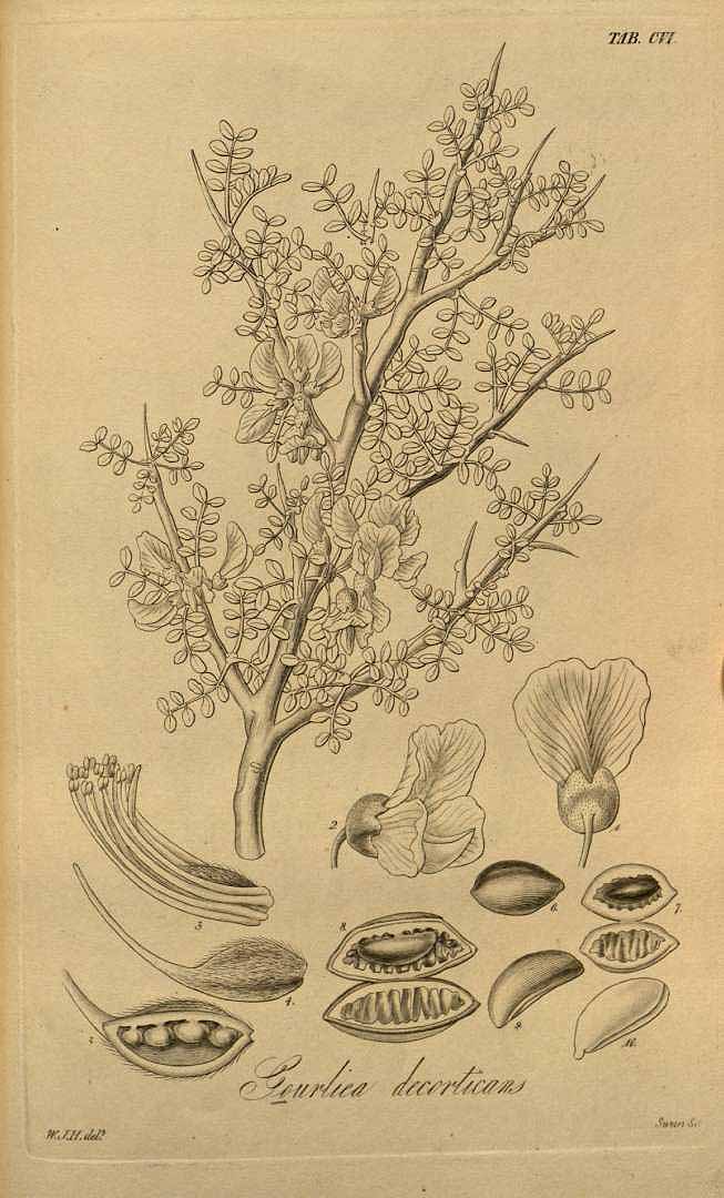 Illustration Geoffroea decorticans, Par Hooker W.J. (Botanical miscellany, vol. 3: t. 106, 1833) [W.J. Hooker], via plantillustrations 