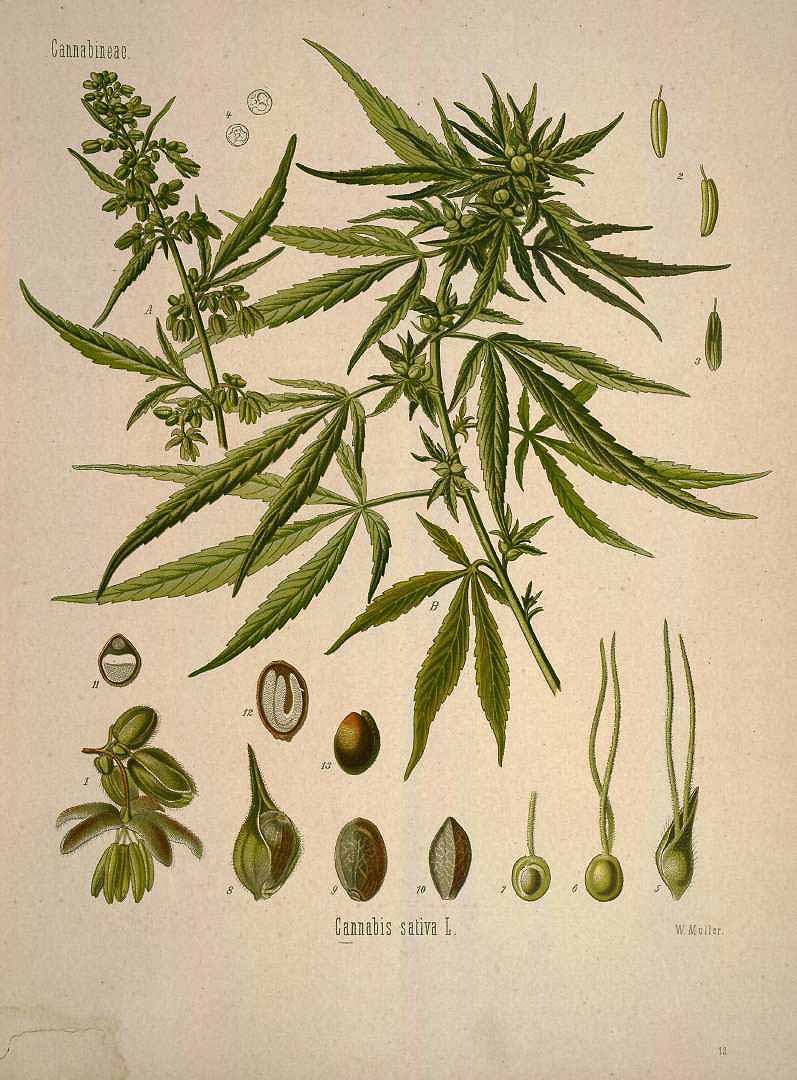 Illustration Cannabis sativa, Par Köhler F.E. (Medizinal Pflanzen, vol. 1: t. 13, 1887), via plantillustrations 
