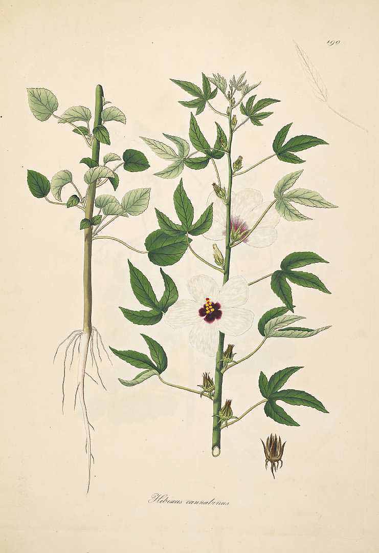 Illustration Hibiscus cannabinus, Par Roxburgh W. (Plants of the coast of Coromandel, vol. 2: t. 190, 1798), via x 
