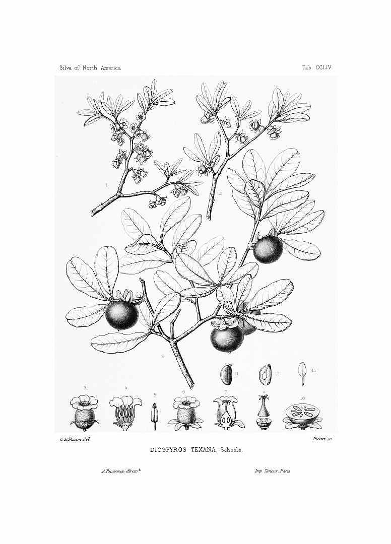 Illustration Diospyros texana, Par Sargent C.S. (The Silva of North America, vol. 6: t. 254, 1892) [C.E. Faxon], via plantillustrations 