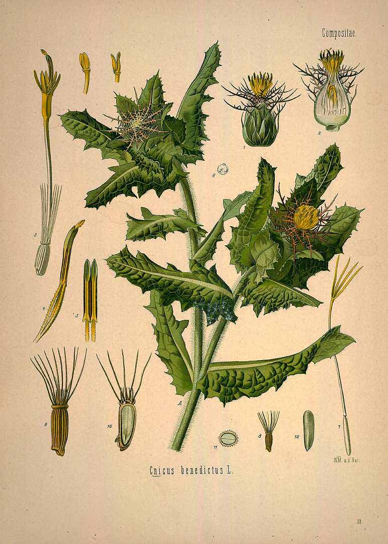 Illustration Centaurea benedicta, Par Köhler F.E. (Medizinal Pflanzen, vol. 1: t. 28, 1887), via plantillustrations 