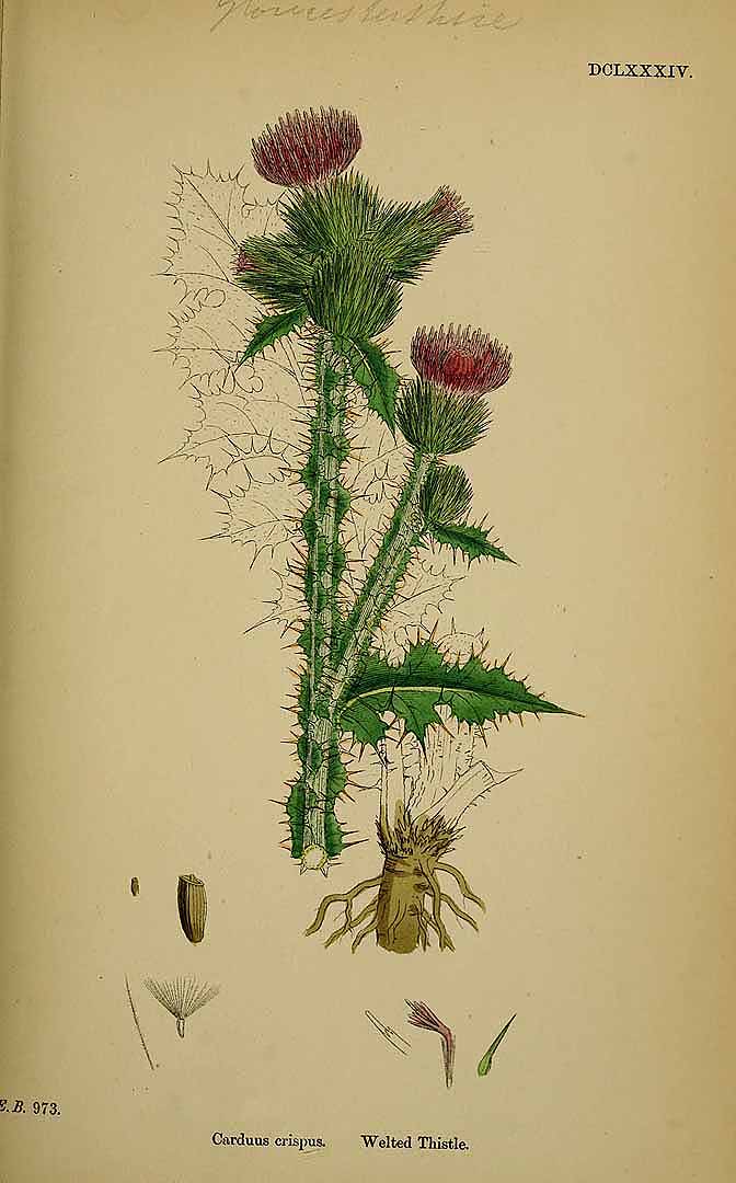 Illustration Carduus crispus, Par Sowerby J.E. (English Botany, or Coloured Figures of British Plants, 3th ed., vol. 5: t. 684, 1866), via plantillustrations 