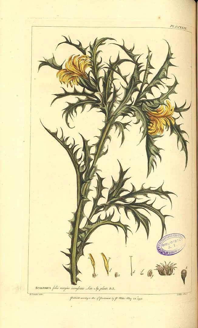 Illustration Scolymus hispanicus, Par Miller, P., Figures of the most beautiful, useful and uncommon plants, described in the gardeners? dictionary (1755-1760) Fig. Pl. Gard. Dict. vol. 2 , via plantillustrations 