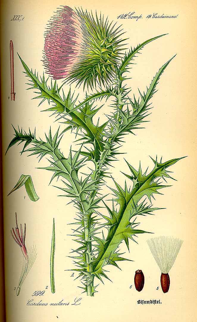 Illustration Carduus nutans, Par Thomé O.W. (Flora von Deutschland Österreich und der Schweiz, Tafeln, vol. 4: t. 599, 1885), via plantillustrations 