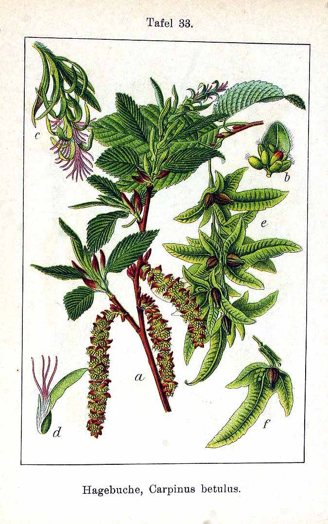 Illustration Carpinus betulus, Par Krause E.H.L. (Sturm, J., Lutz, K.G., Flora von Deutschland in Abbildungen nach der Natur, Zweite auflage, vol. 4: t. 33, 1905), via plantillustrations 