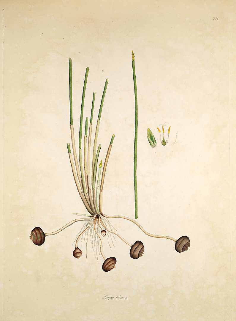 Illustration Eleocharis dulcis, Par Roxburgh W. (Plants of the coast of Coromandel, vol. 3: t. 231, 1819), via plantillustrations 