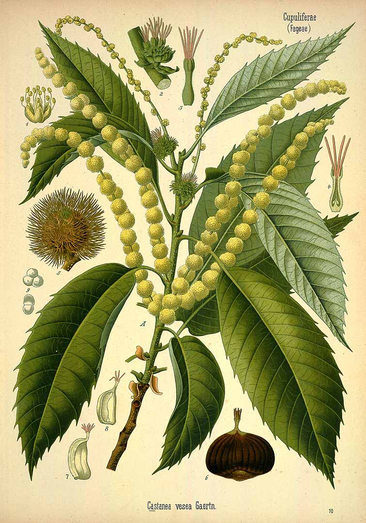 Illustration Castanea sativa, Par Khler F.E. (Medizinal Pflanzen, vol. 3: t. 70, 1890), via plantillustrations 