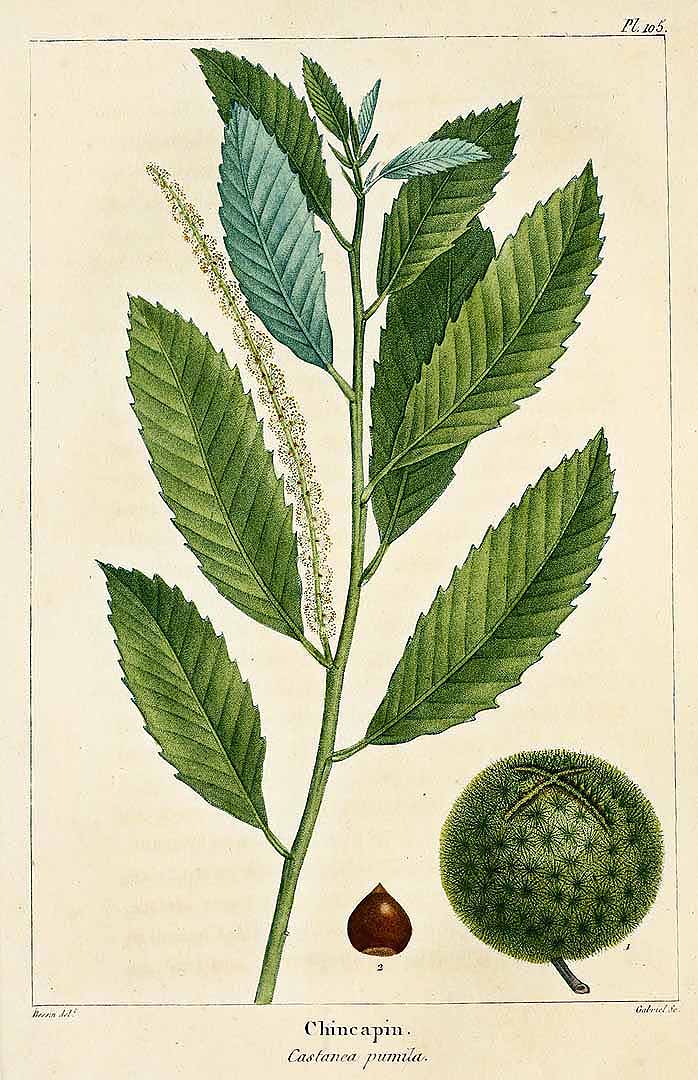 Illustration Castanea pumila, Par The North American sylva (vol. 3: t. 105, 1819) [Bessin], via plantillustrations 