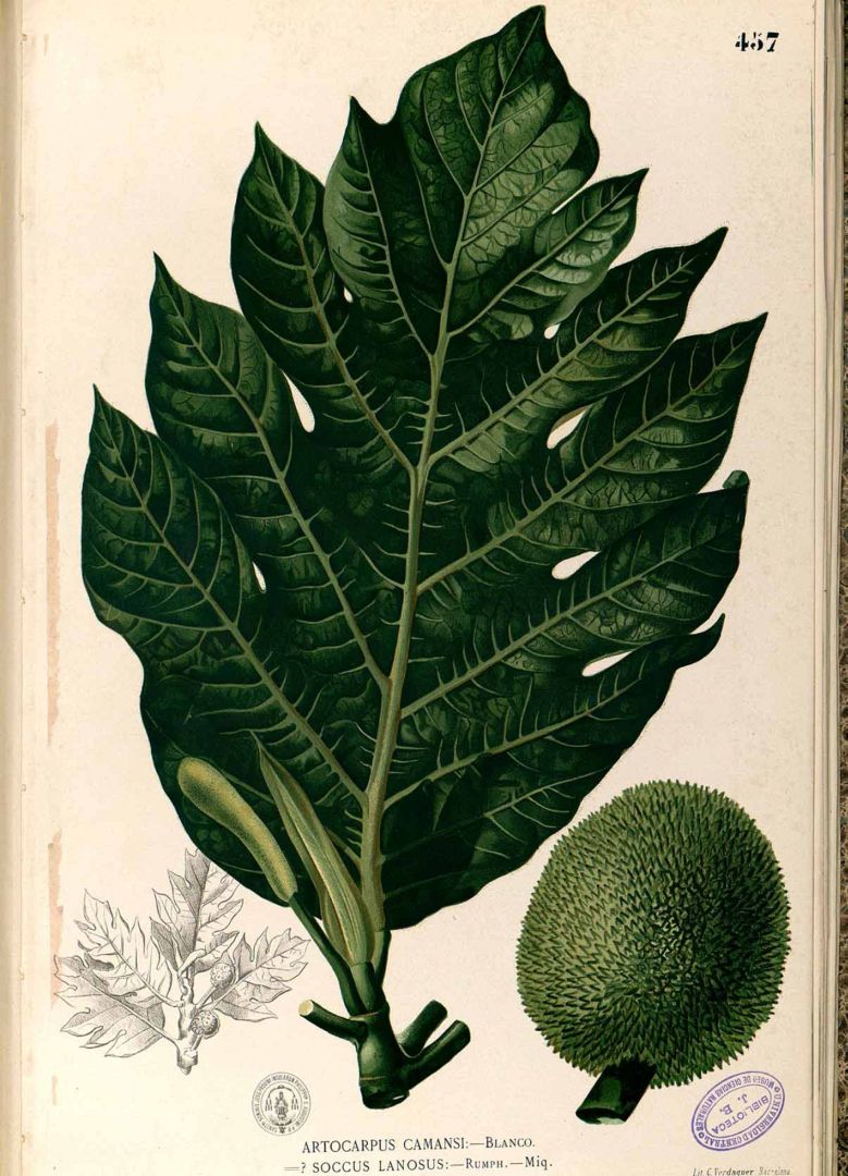 Illustration Artocarpus camansi, Par Blanco, M., Flora de Filipinas, ed. 3 (1877-1883) Fl. Filip., ed. 3, via plantillustrations 