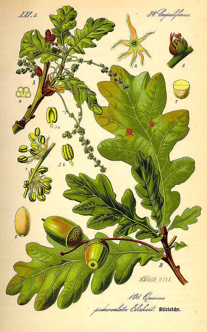 Illustration Quercus robur, Par Thomé, O.W., Flora von Deutschland Österreich und der Schweiz (1886-1889) Fl. Deutschl., via plantillustrations 