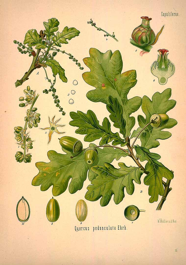 Illustration Quercus robur, Par Köhler, F.E., Köhler?s Medizinal Pflanzen (1883-1914) Med.-Pfl., via plantillustrations 