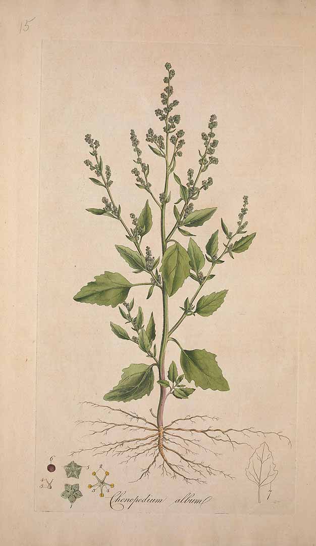 Illustration Chenopodium album, Par Curtis W. (Flora Londinensis, vol. 2: t. 15, 1777-1778, via plantillustrations.org 