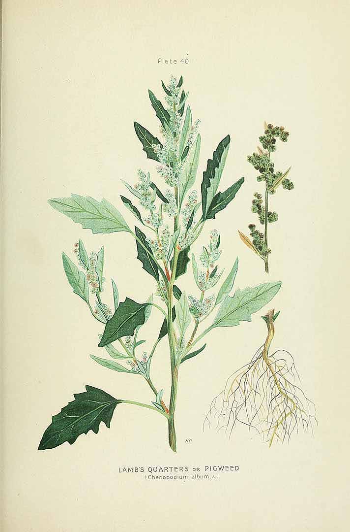 Illustration Chenopodium album, Par Clark G.H. & Fletcher J. (Farm weeds of Canada, t. 40, 1906) [N. Criddle], via plantillustrations.org 