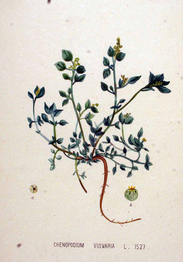 Illustration Chenopodium vulvaria, Par Kops et al. J. (Flora Batava, vol. 20: t. 1527, 1898), via plantillustrations 