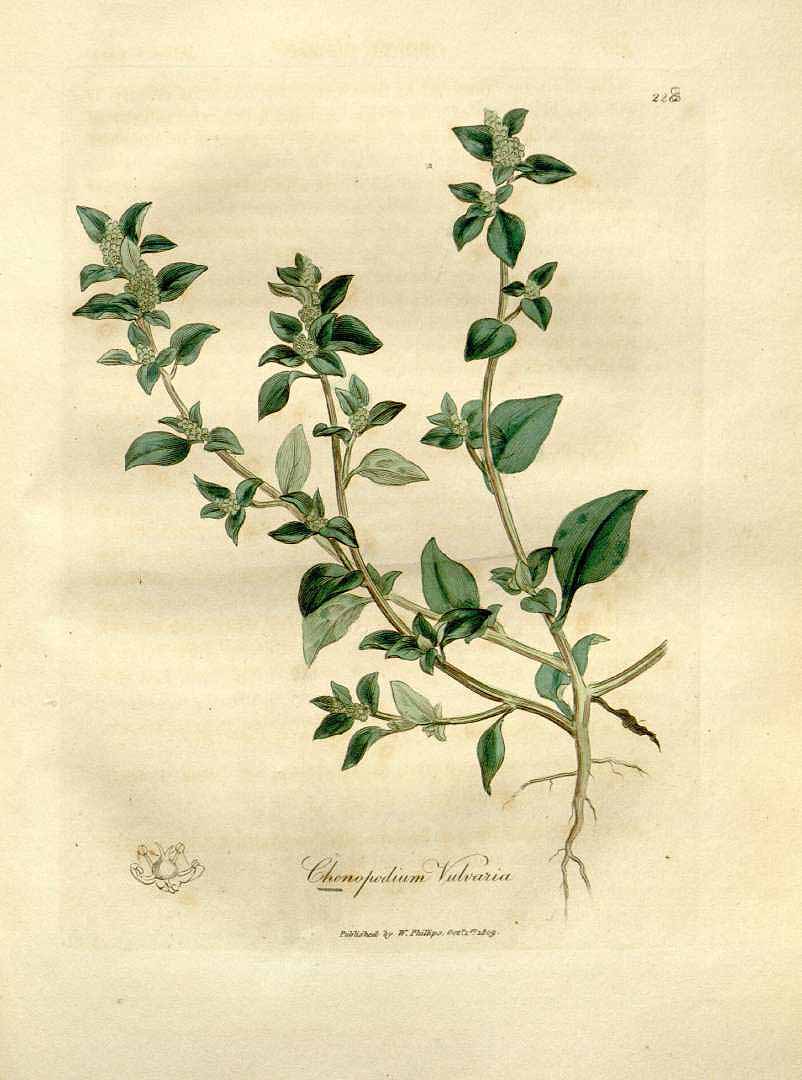Illustration Chenopodium vulvaria, Par Woodville, W., Hooker, W.J., Spratt, G., Medical Botany, ed. 3 (1832) Med. Bot., (Woodville), ed. 3
vol. 4 (1832) t. 228, via plantillustrations 